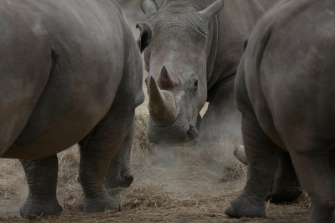 Najin, centre, one of only two female northern white rhinos remaining in the world, graze in the pen where she is kept for observation, at the Ol Pejeta Conservancy in Laikipia county in Kenya Friday, March 2, 2018.